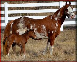 houstonwehaveaparte filly2.jpg